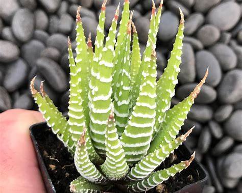 https://littleprinceplants.com/wp-content/uploads/Haworthia-fasciata-September3.jpg
